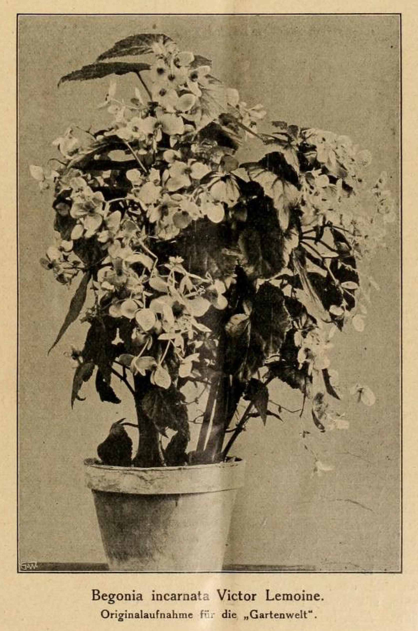 B. ‘Incarnata Victor Lemoine’